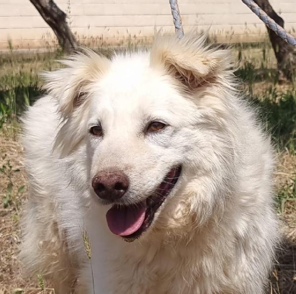 Nonna Penny Cerca Famiglia. Info Monica 3890238584